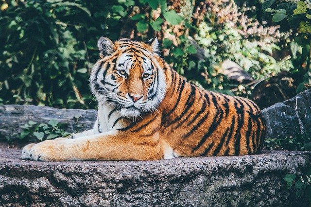 भारत का राष्ट्रीय पशु | National Animal of India in Hindi | टाइगर रिज़र्व  इन इंडिया | Tiger facts in Hindi - Hindiasia